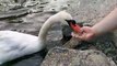 This swan in Canada literally bites that hand that feeds it