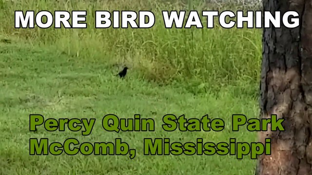 More Bird Watching at Percy Quin State Park Campground