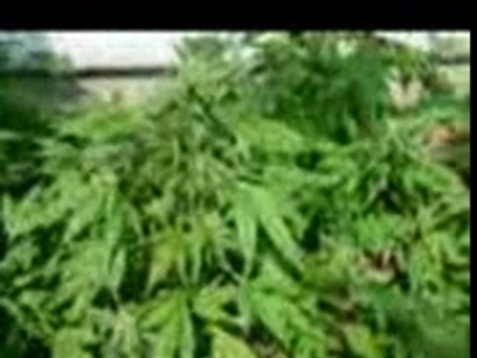 Ganja Love