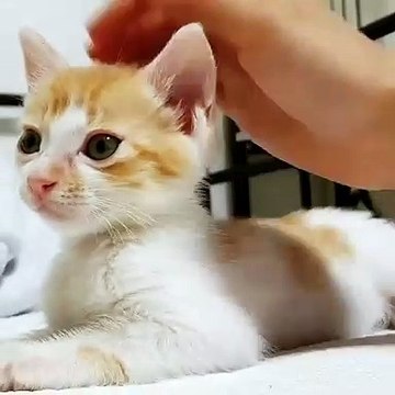 Regardez la réaction de ce chaton est caressé au sens du poils !
