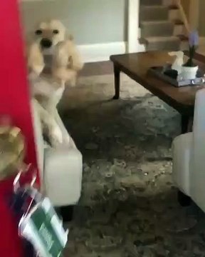 Cette chienne adore jouer avec son chiot en peluche. Trop chou !