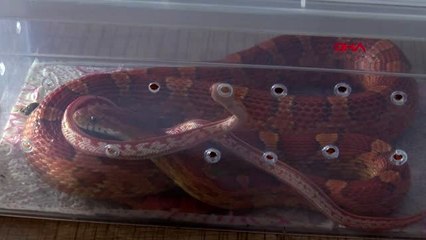 İNTERNET ÜZERİNDEN YILAN SATARKEN YAKALANDI