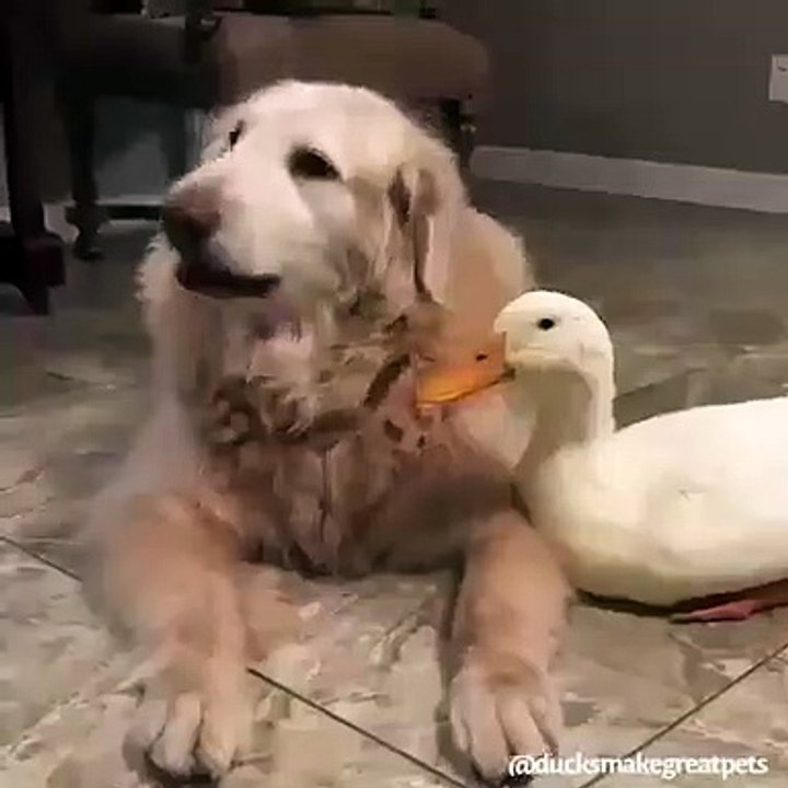 La vidéo la plus mignonne de l'année ! Regardez la complicité entre cette chienne et un canard !