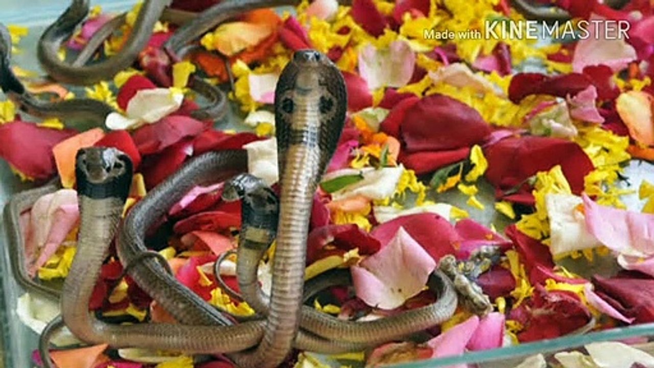 नाग पंचमी को क्यों करते हैं नागों की पूजा? नाग पंचमी की कथा सुनने के फायदे I