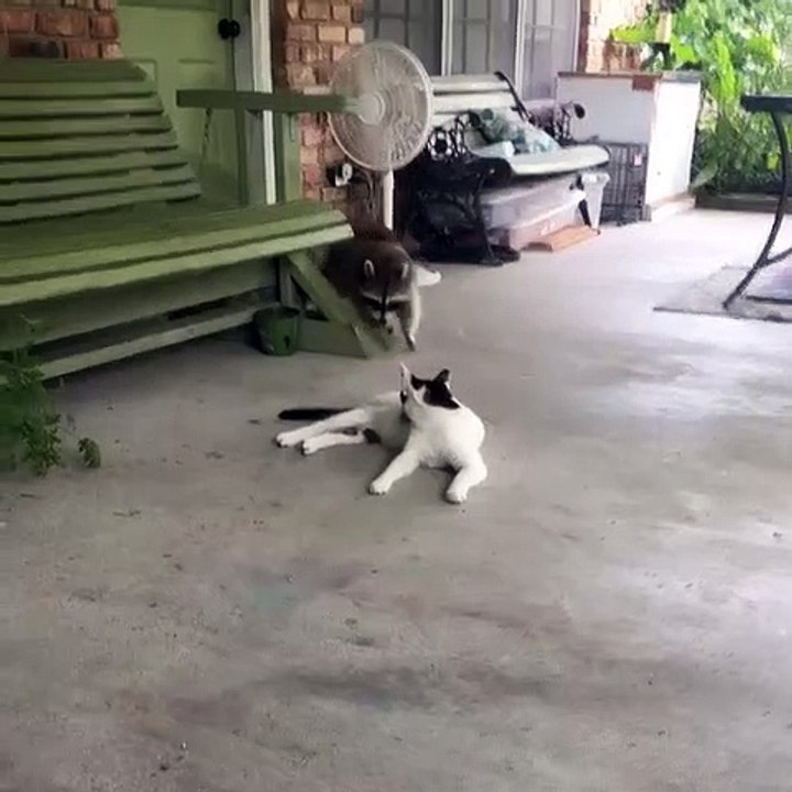 Les chats n'aiment pas beaucoup les ratons laveurs. Regardez leurs réactions !