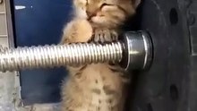 Lorsqu'un chaton se met au sport. Hilarant !
