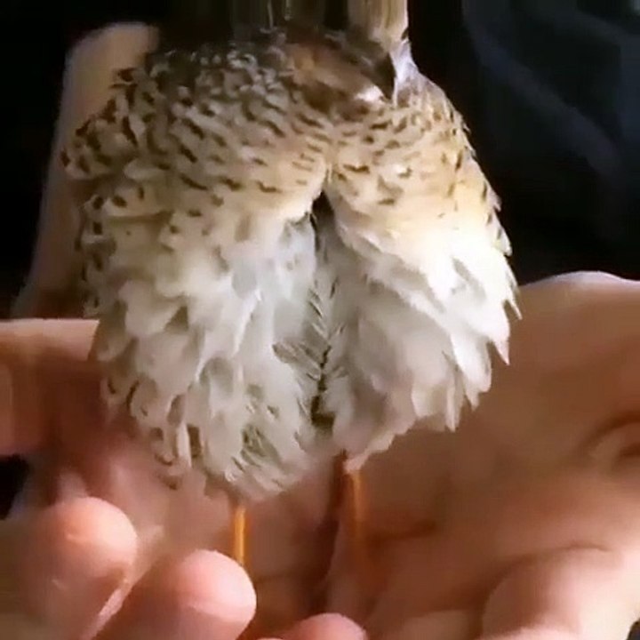 Wow c’est tellement incroyable ! Elle fait confiance à l’humain pour pondre son enfant sur ses mains.