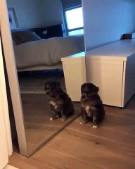 La réaction de ce chiot quand il voit son reflet est hilarante !