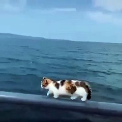 Effrayant ! Ce chaton prend un très grand risque en marchant sur cette rambarde.