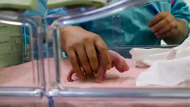 Naissance de jumeaux pandas géants en Belgique