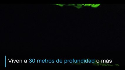 El misterio de los tiburones que brillan en la oscuridad