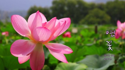 [영상] 양평 세미원 연꽃 / YTN