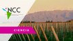El vino de Mendoza amenazado por el cambio climático