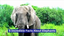 5 Incredible Facts About Elephants (World Elephant Day, August 12)