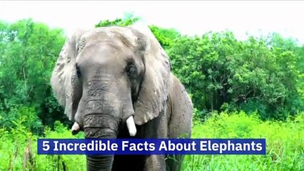 5 Incredible Facts About Elephants (World Elephant Day, August 12)