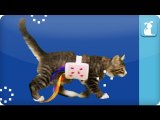 Nyan Cat - Nyan Kitten (Live Action) - Petody