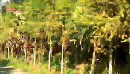 China Vlog31 Huangling 婺源 篁岭古村   to Xidi  西递 Road Trip