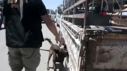 Azez'i kana bulamaya çalışan 5 terörist yakalandı