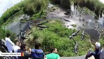 Everglades National Park Video Shows Alligators Relaxing As Tourists Watch
