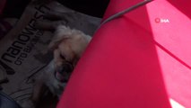 Düzce'de otomobil içine bırakılan köpek sıcaktan ve bağlı olduğu ipe dolanıp öldü