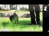 Walken Dogs / Christopher Walken Parody -- Episode 7