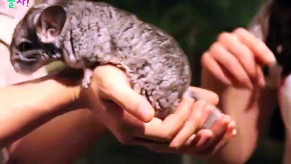 평창출장안마 -후불100%ョOiOW2671W8135｛카톡LA369｝ 평창전지역출장안마 평창오피걸 평창출장마사지 평창출장안마 평창출장마사지 평창출장콜걸샵안마 평창출장아로마 ⊐∮◕