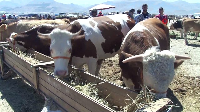 1 buçuk tonluk 'Dadaş boğa' otomobil fiyatına alıcısını bekliyor