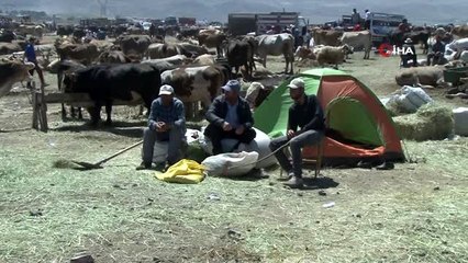 1 buçuk tonluk 'Dadaş boğa' otomobil fiyatına alıcısını bekliyor