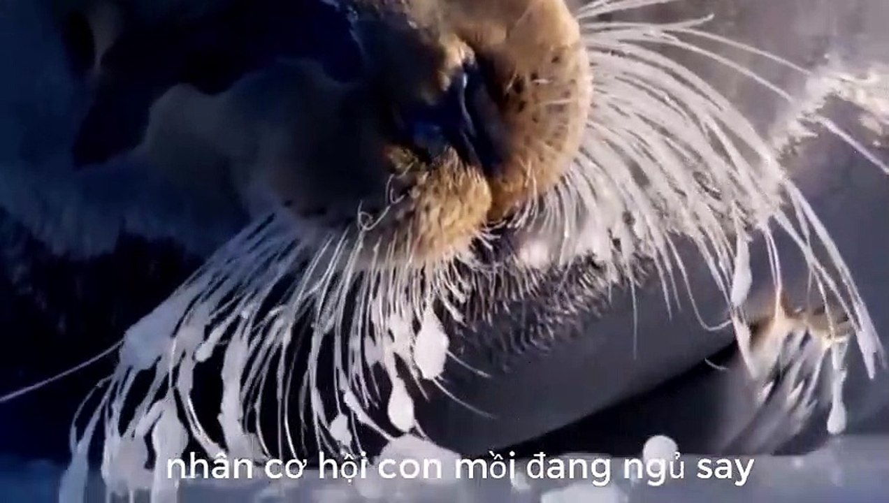 Con vật béo nhất hành tinh săn mồi điêu luyện thật vồ như chớp