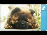 Chow Chow Puppy Falls Asleep - PuppyLove