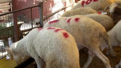 Satıcılar kurban satışından memnun