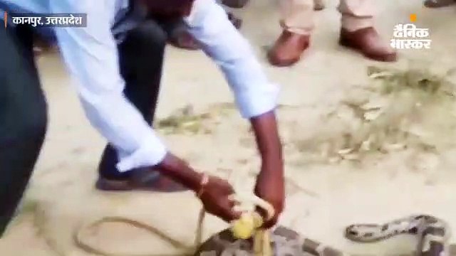 ग्रामीणों ने 9 फीट लंबे अजगर को पकड़कर खूंटे से बांधा, खेत पर काम कर रही महिला पर किया था हमला