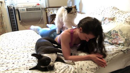 That Saturday morning feeling: Persian cat massages its owner