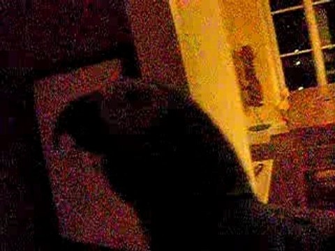 gris du Gabon rappel