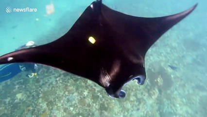 Manta Ray caught on camera ingesting plastic rubbish
