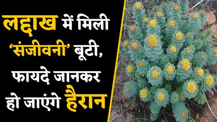 PM Modi ने जिस 'Solo' बूटी का किया जिक्र, उसमें हैं 'Sanjeevani' जैसे फायदे