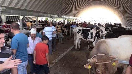 Kurbanlık "Chevrolet" alıcısını bekliyor