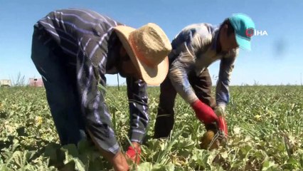 Konya Ovası'nda kavun hasadı havadan görüntülendi
