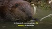 Canadian Beavers are Wreaking Havoc in South America