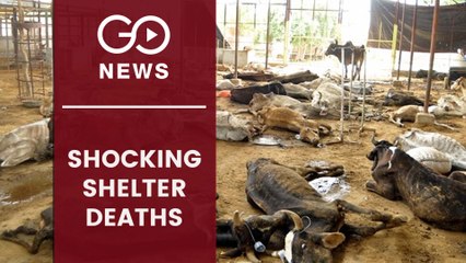 Up To 100 Cows Die In Andhra Shelter
