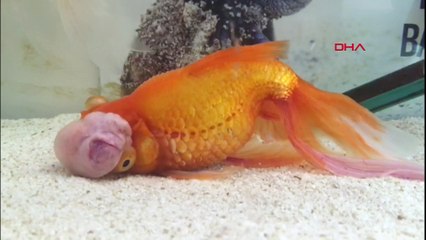 Ameliyatla tümörü alınan Japon balığı sağlığına kavuştu