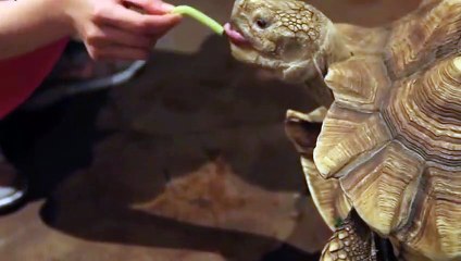 장수출장안마 -후불1ØØ%ョØ7ØM7575M0069｛카톡CC6969｝ 장수전지역출장마사지 장수오피걸 장수출장안마 장수출장마사지 장수출장안마 장수출장콜걸샵안마 장수출장아로마 장수출장◁ぎ㌾