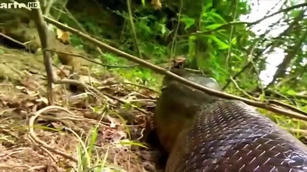 10 scary Creatures of the Amazon River   10 Существ Реки Амазонка