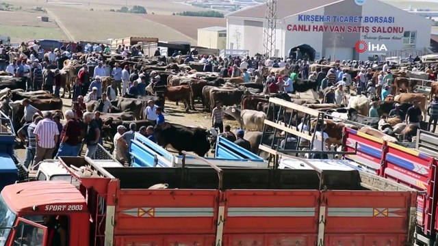 Kurban pazarının gözdesi 'Paşa' 22 bin TL'den alıcısını bekliyor
