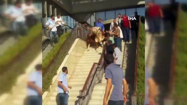 Sahibinin elinden kaçan kurbanlık boğa AVM'nin kapısında böyle yakalandı