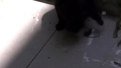 Kedinin fare ile oyunu gülümsetti