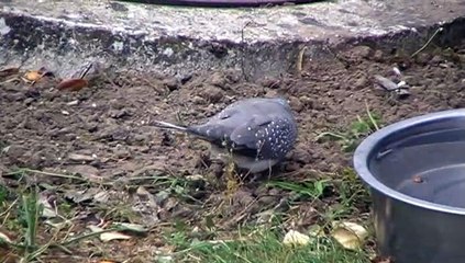 OISEAU a identifier SVP