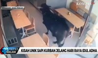 Kisah Unik Sapi Kurban Jelang Hari Raya Idul Adha