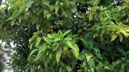 BDMV-179 Aruna & Hari Sharma enjoying 26°C evening at Parque De Elorrieta Bilbao, Aug 09, 2019