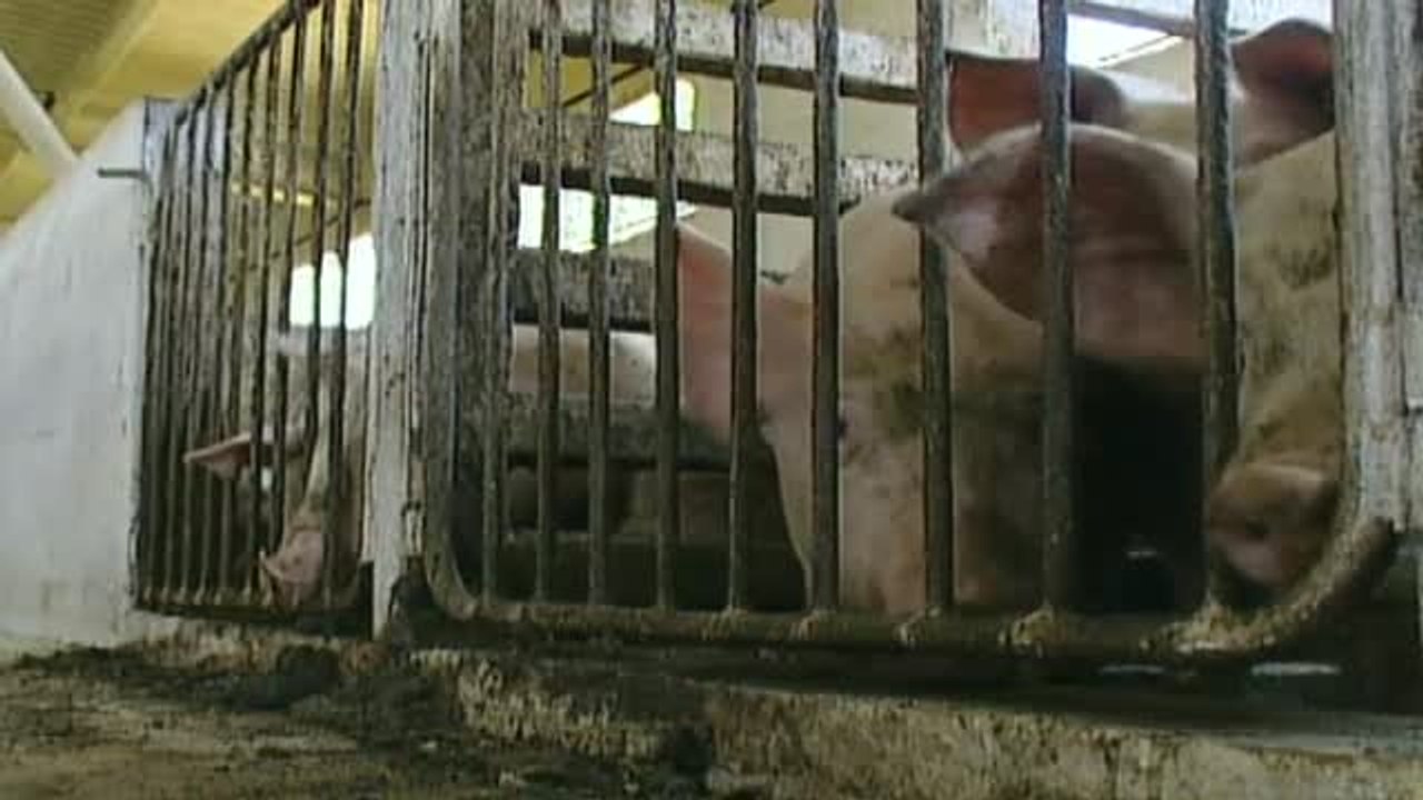 La ONU propone reducir el consumo de carne para frenar el cambio climático